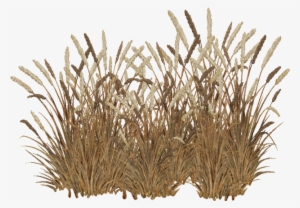 21, February 5, 2015 - Red Fountain Grass Png