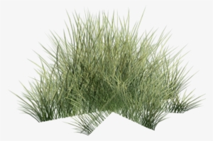 Coastal Grass - Desert
