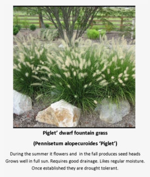 Contact Daddogg Lawn Care Today To Schedule An Appointment - Hameln Dwarf Fountain Grass