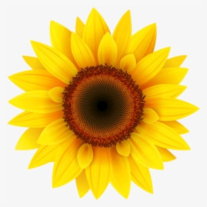 Sunflower Png Image - Sunflower Png