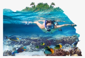 Underwater Activities - Sea In The Maldives