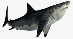 Picsart Shark