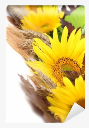 Sunflower Border With Barley And Colorful Leaves Wall - Stock Photography