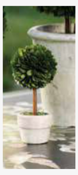 More Views - Zodax Ch-1826 Preserved Boxwood Square Shaped Topiary,
