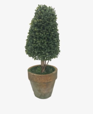 Potted Topiary - Potted Topiary Tree
