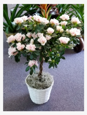 Azalea Topiary Medium - Flower
