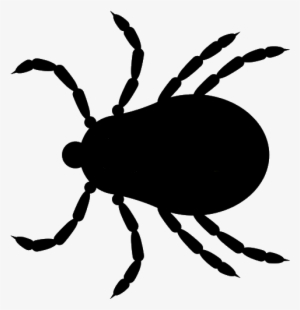 Tick Insect Png - Tick