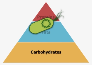 food pyramid in a world with edible coli, which could - protein fat carbohydrate triangle