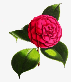 Digital Scrapbooking Flowers Vector Royalty Free Download - Camellia Flower Png