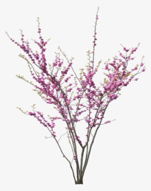 Tubes Fleurs - - Carolineblue - Tree Renderjapanese - Cercis Siliquastrum Png