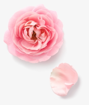 Rose Essential - No Pollen Flowers