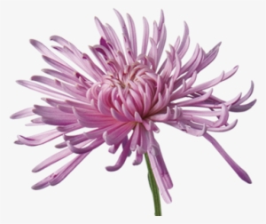 Chrysanthemum - Types Of Mums