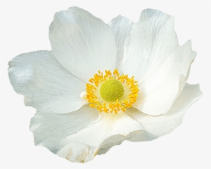White Flower Png - White Flowers With A Clear Background