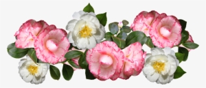 Camellias, Flowers, Arrangement, Decoration - Camelias Png