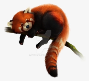 Red Panda Free Download Png - Red Panda Transparent Background