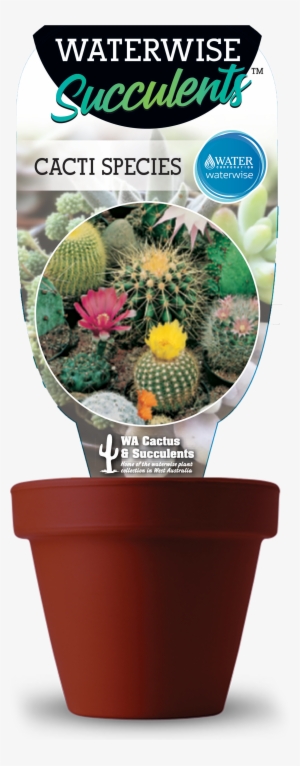Cacti - Cactos Ornamentais: 15 Sementes