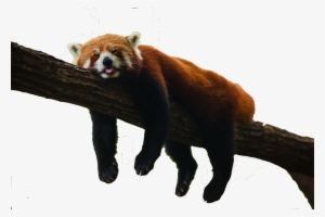 Save Red Panda - Red Panda In Forest