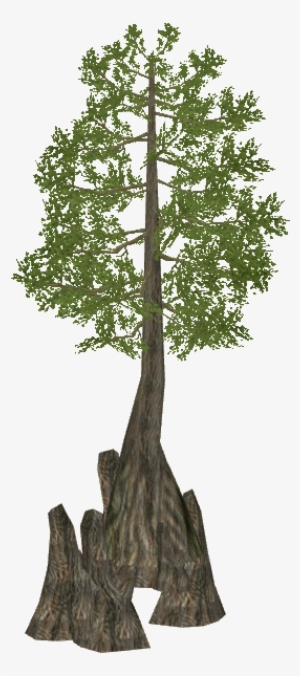 Swamp Cypress - Bald Cypress Tree Clipart