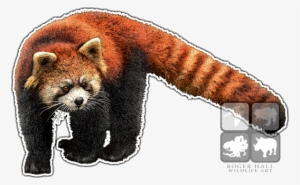 Red Panda Art Decal - Red Pandas And Otters