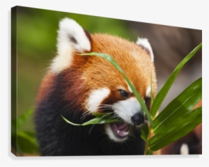 The Red Panda , Or Shining Cat, Is A Small Arboreal - Supplier Generic The Red Panda (ailurus Fulgens)