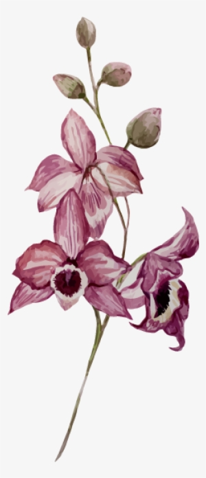 Watercolor Painting Drawing Flower Orchids - Drawing Flower