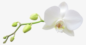 Columbian Orchid Cliparts - White Transparent Background Orchid