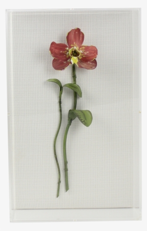 0008pos - Lily