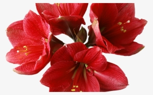 Red Orchid Png Clipart Gallery Yopriceville High Quality - Happy Birthday - With Words Card