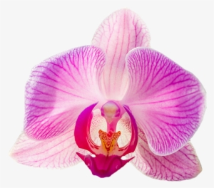 Orchid Transparent Petals - Pink Orchid With Transparent Background