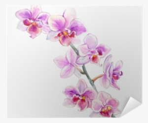 Orchid Flowers Watercolor Hand Drawn Botanical Illustration - Orchidea Disegnata