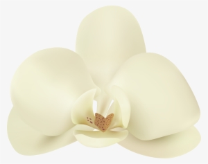 Vanilla Flower Png Clip Art Image