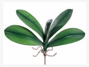 5" Medium Phalaenopsis Orchid Leaf Plant With 5 Leaves - Orchid Leaf Png