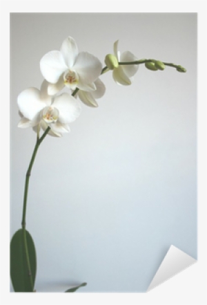 White Orchid Sticker • Pixers® • We Live To Change - Shutterstock