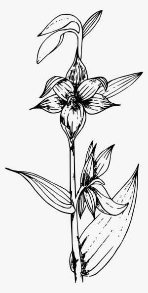 This Free Icons Png Design Of Giant Helleborine Orchid
