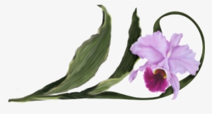Cattleya Orchid - Cattlianthe Jewel Box