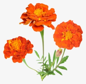 Mexican Flowers Png - Marigold Clipart