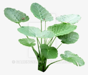 Colocasia Gigantea Leaf Png