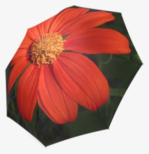 Mexican Sunflower By Dee Flouton Foldable Umbrella - Poinsettia