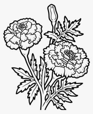 Mexican Marigold Drawing Marigold Drawing Transparent Png 600x470 Free Download On Nicepng