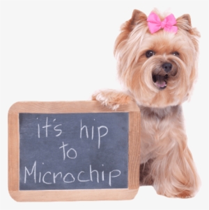 Should I Microchip My Pet Hiptochip - Microchipping Your Dog