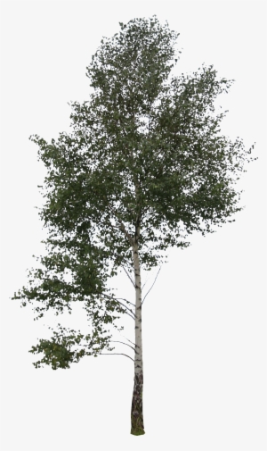 Birch Trees Png