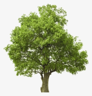 Our Scope Of Work Is Specializing In An Organic Based - Tree Png Full Big