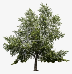 Big Maple Tree - Tree