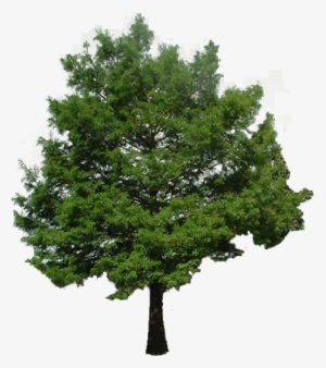 Cypress Tree - Bald Cypress Tree