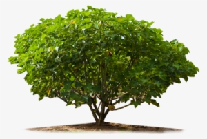 Jatropha-big - Photoshop Tree Plan Png