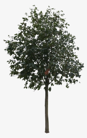 2d Trees - Tree Cut Out Png