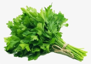 Parsley - Demet Maydanoz