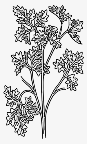 Drawing Parsley Herb Coriander Plants - Perejil Para Colorear