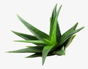 Aloe Png Clipart - Aloe Vera Plant Png