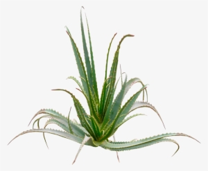 Aloe Arborescences Plant - Aloe Arborescens Png